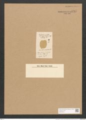 Surirella notabilis L.-F. (de-Toni-Nr.: Genus 53, Species 2272) Zeichnungen Sammlung Grunow Nr. 4715 (NHMW-BOT-W0372810)